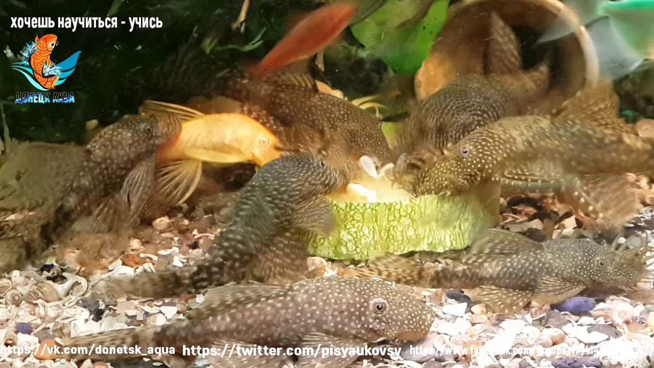 появление личинок и кормление анциструса