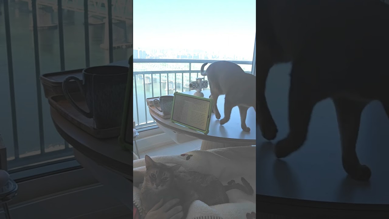 (기타버젼) 마음이 편해지는 고양이영상 🐈🐈ㅣ 잠이 쏟이지는 고양이 영상🐱🐱ㅣ 퇴근 후 휴식 ㅣ무릎냥이