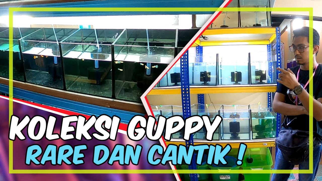 Koleksi Ikan Guppy Yang Cantik Dan Unik | Man's Betta Guppy Gombak