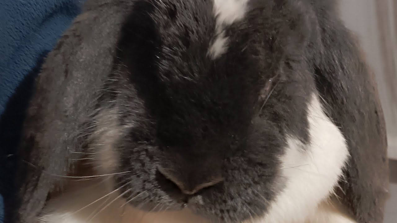 Новый житель, Пополнение в хозяйстве ❤️