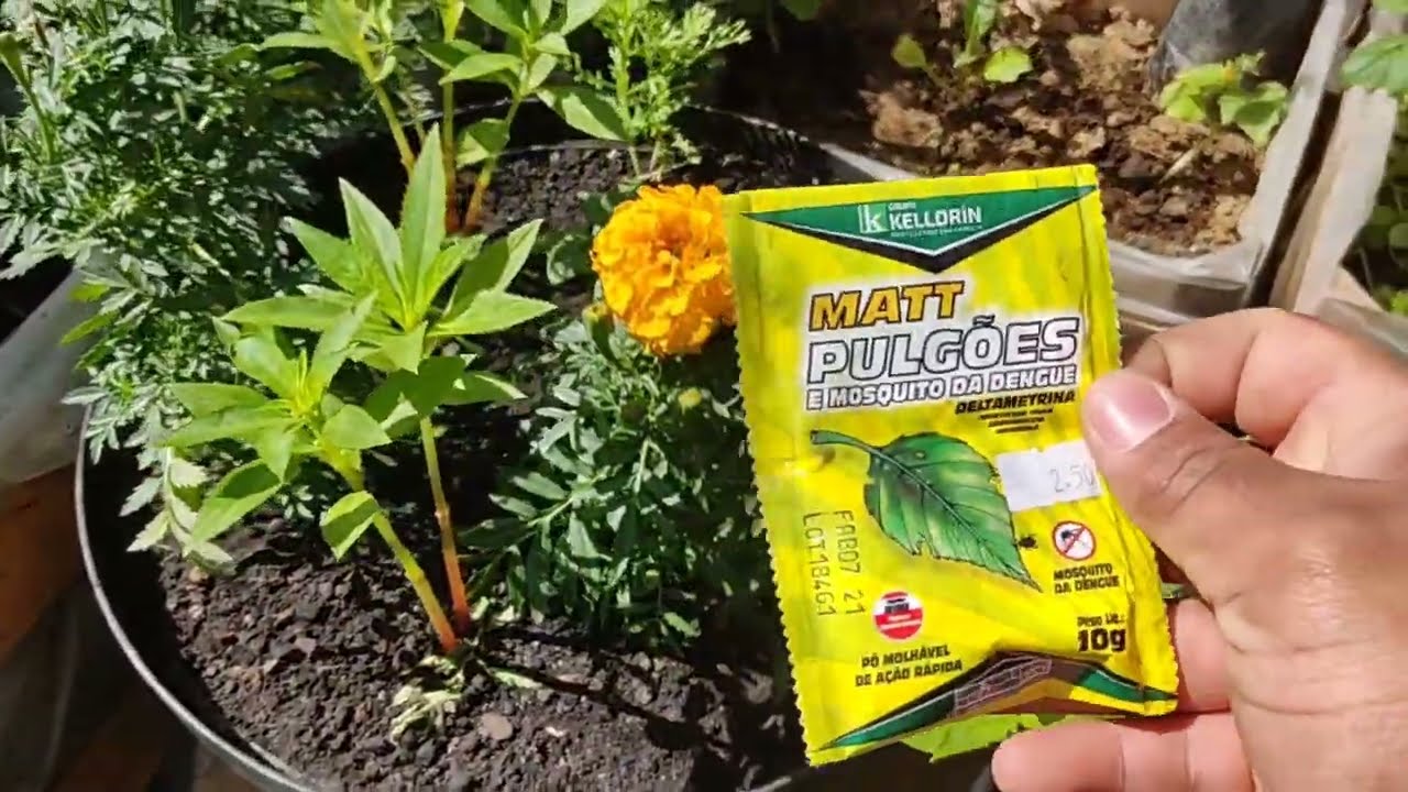 tenha sua planta bonita o ano todo ( como mata pulg&atilde;o)