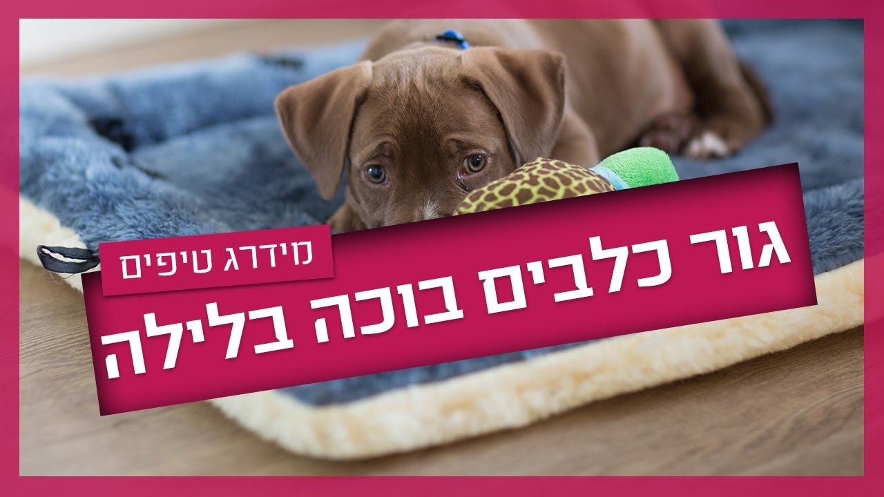 גור כלבים בוכה בלילה - מה עושים?
