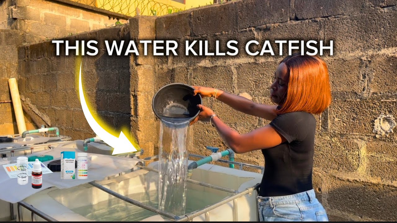 Чистая вода губит ваших сомов | Важность качества воды в разведении сомов