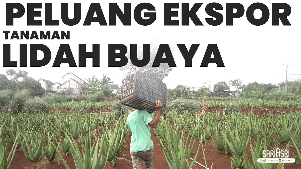 Lidah Buaya Tawarkan Omzet Ratusan Juta! Petaninya Sedikit, Permintaannya Tinggi.