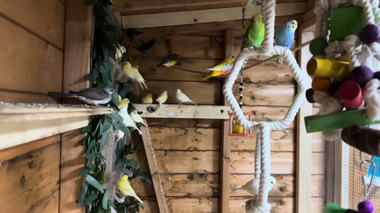OH WOW!!! #nature #birds #birdfactory #birdsounds 