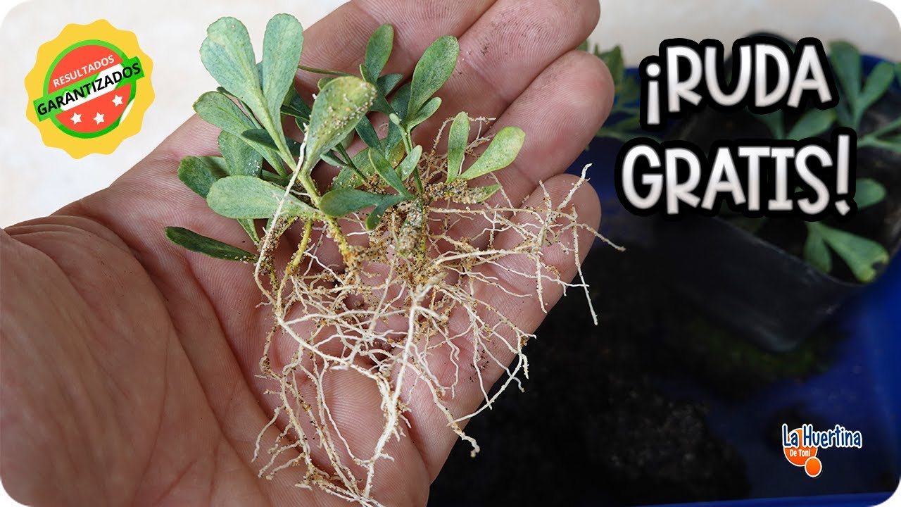 Como plantar RUDA sin RAIZ , miles de rudas gratis. Esquejes de Ruda || La Huertina De Toni