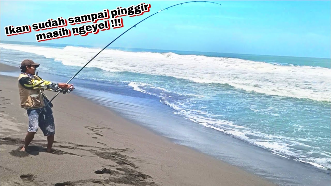 MEREPOTKAN‼️TARIKAN KUAT IKAN BESAR PANTAI SELATAN SERASA PINGGANG MAU PATAH