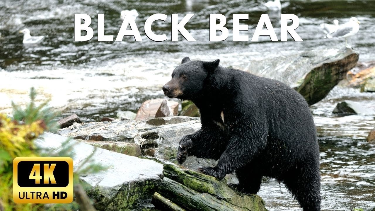 The American Black Bear 4k luxury Black Bear