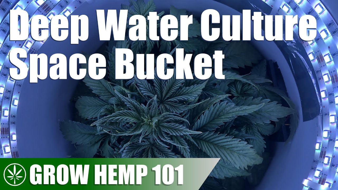 Space Bucket DWC Hydroponic Grow from Seed to Harvest