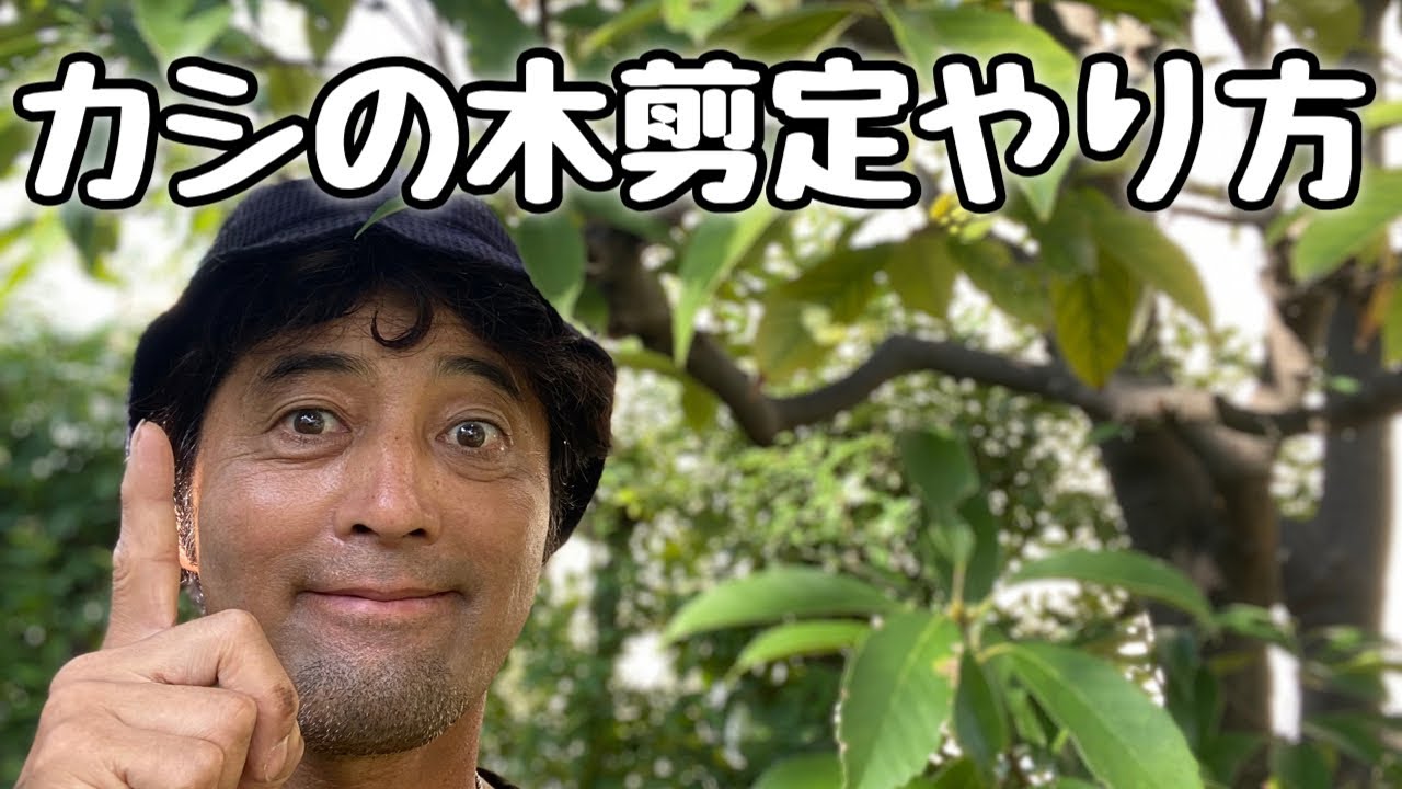 カシの木剪定やり方（樫剪定仕方）初心者向けカシノキ剪定動画。