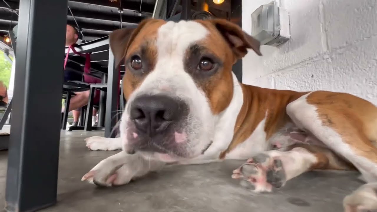 Intensely Reactive Pitbull Transformed In 4 Weeks