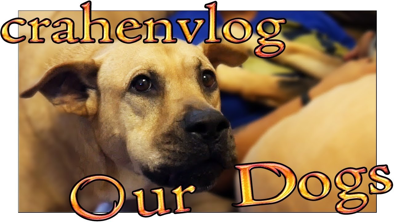 Crahenvlog 7 - Our Goofy Dogs!