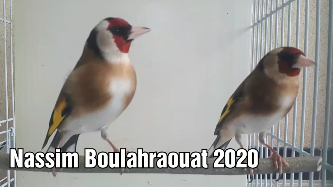 أول محاولة لتزويج الحسون 2020 هكذا كانت مع بعض التوضيحات