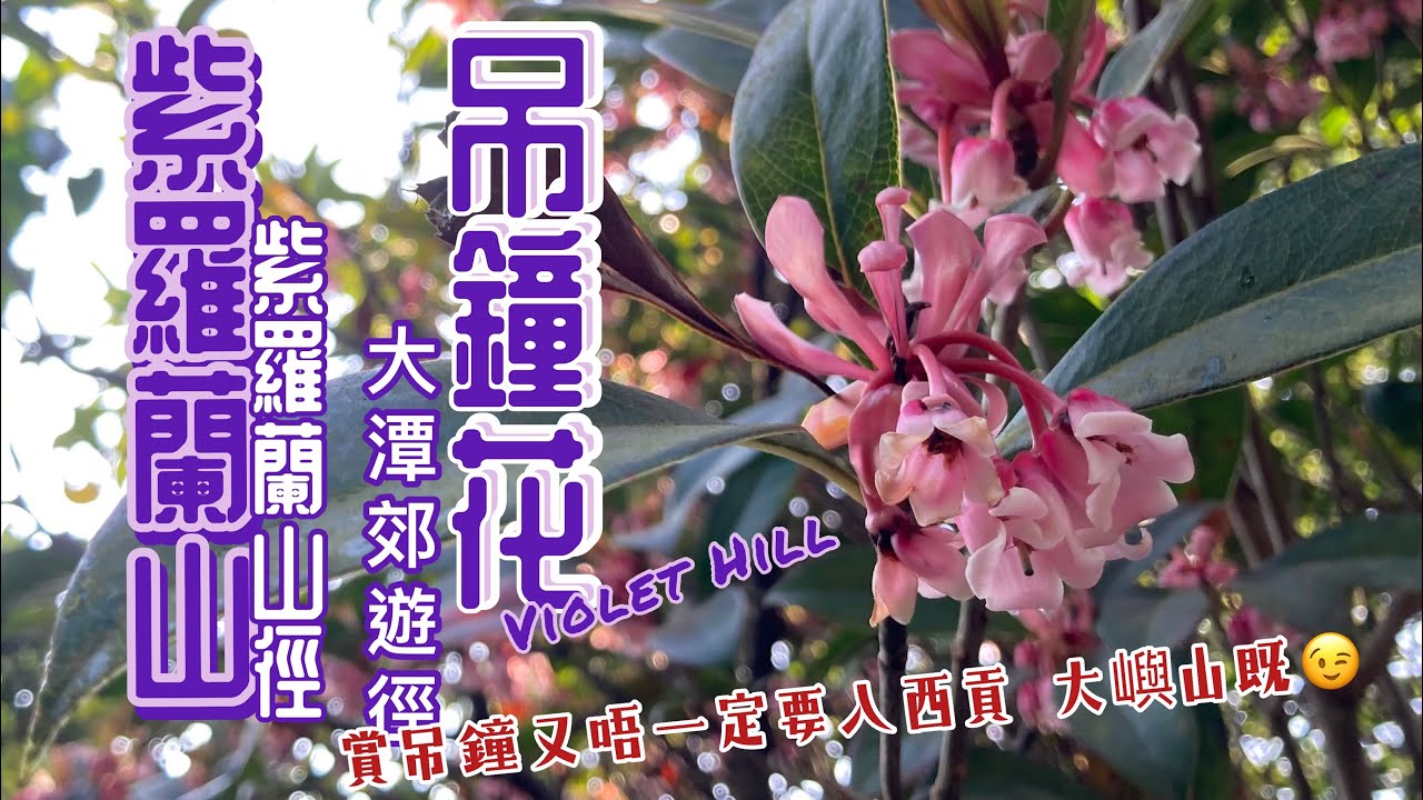 最易賞吊鐘花紫羅蘭山2️⃣0️⃣2️⃣1️⃣［香港行山郊遊好去處] 港島區賞吊鐘首選之地 唔一定要貢入西貢大嶼山 ｜紫羅蘭山徑上山 大潭郊遊徑落山 黃泥涌水塘公園｜ 約6km初級行山路線