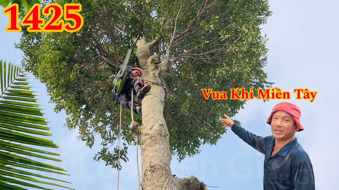 Vua Khỉ Miền Tây cưa bỏ phần ngọn của cây Sao cao 26 mét Cutting golden oak
