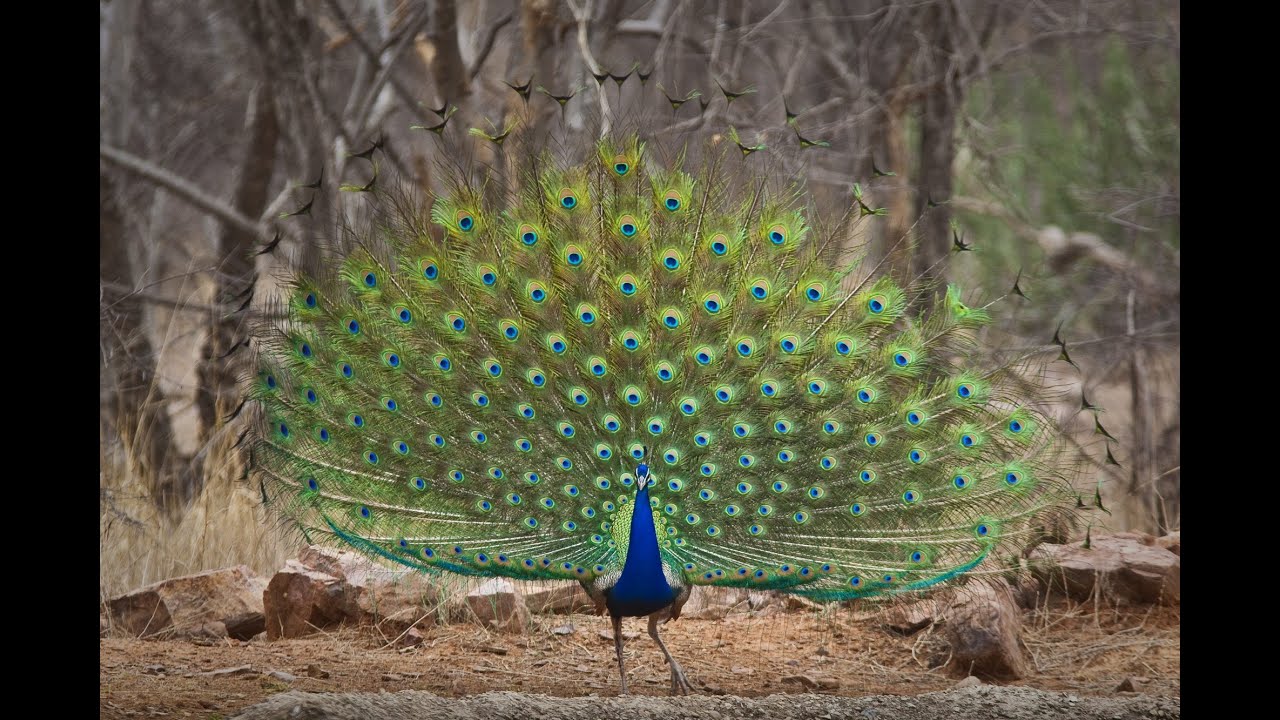 3 hours Peacock Bird & Mix  Meditation   Sleeping Music   Relaxing Music   Fall Asleep Fast