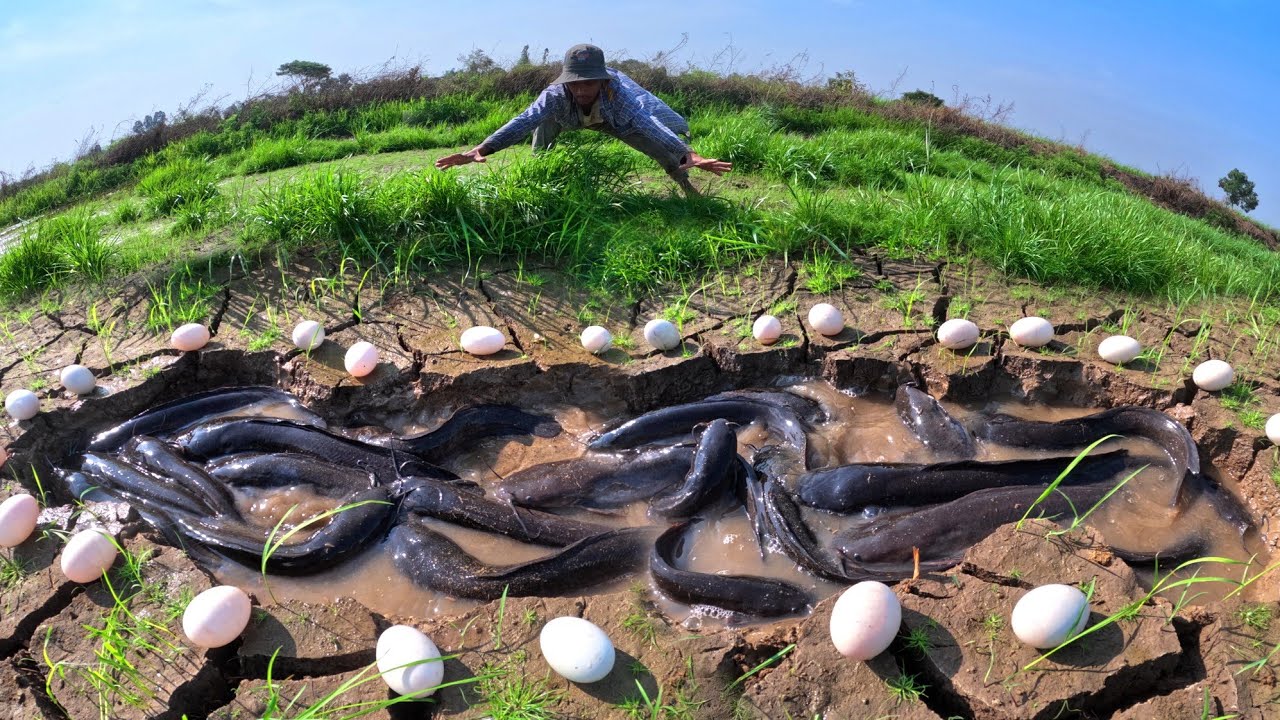 Fishing amazing skills, carch a lot of fish in water and pick duck eggs by hand