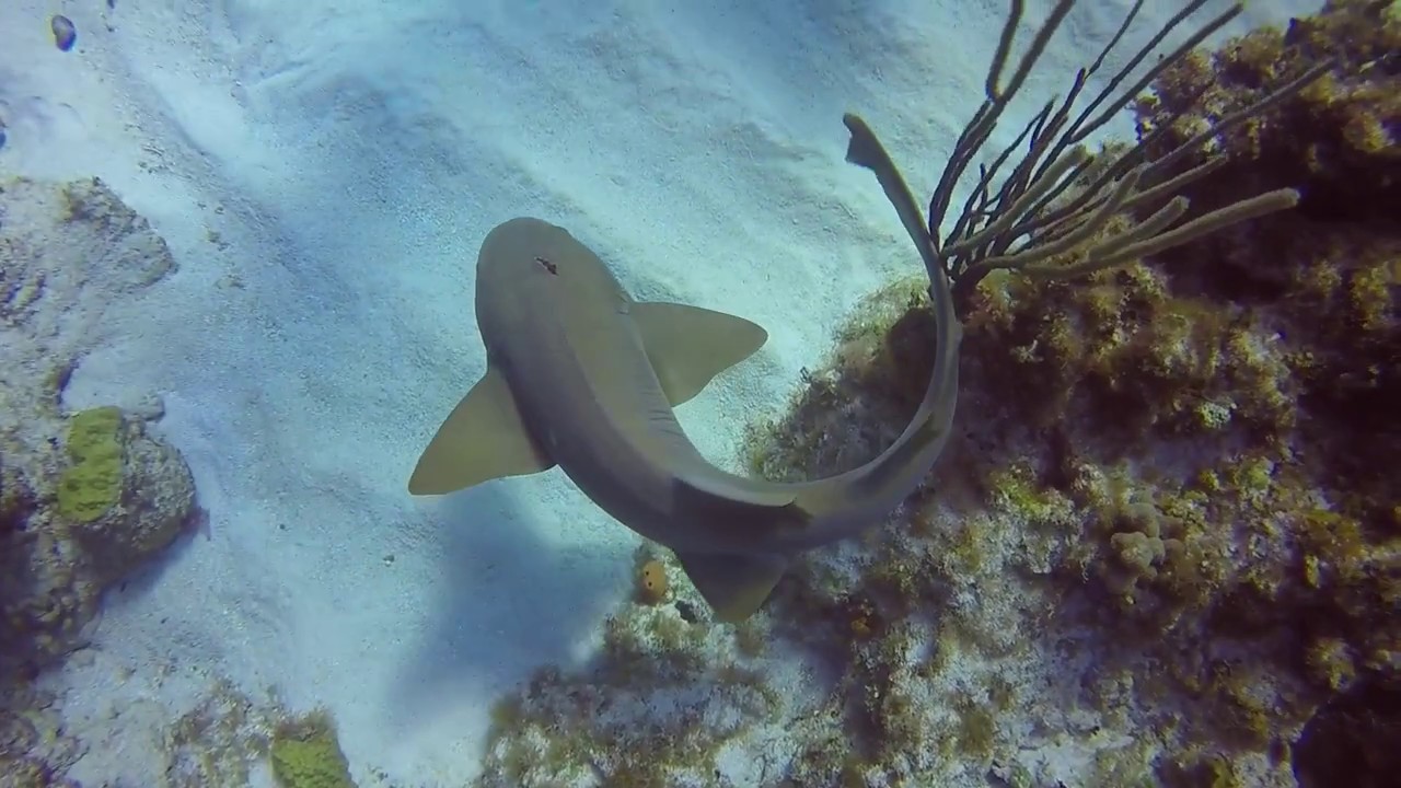 Scuba instructor pulls kitchen knife out of shark's head in Cayman