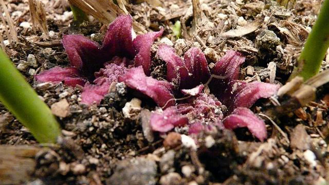 Aspidistra