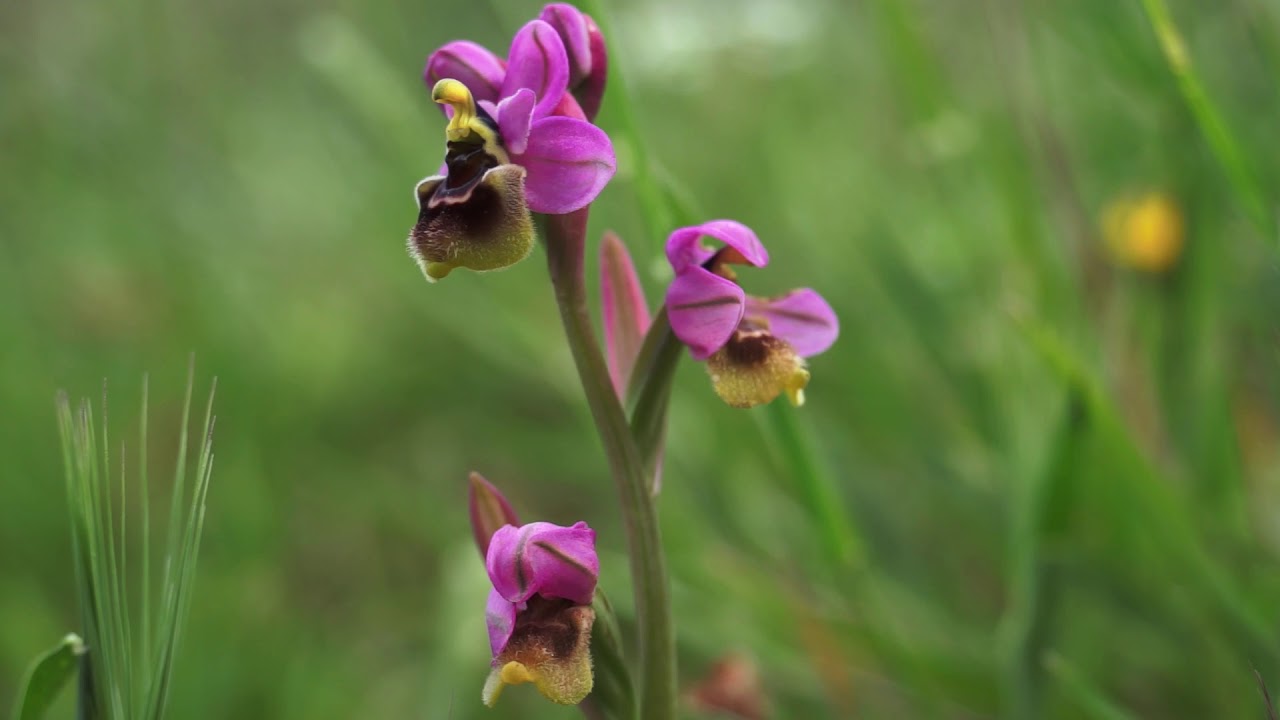 The wild orchids of the Gargano peninsula (Orchidee spontanee del Gargano)