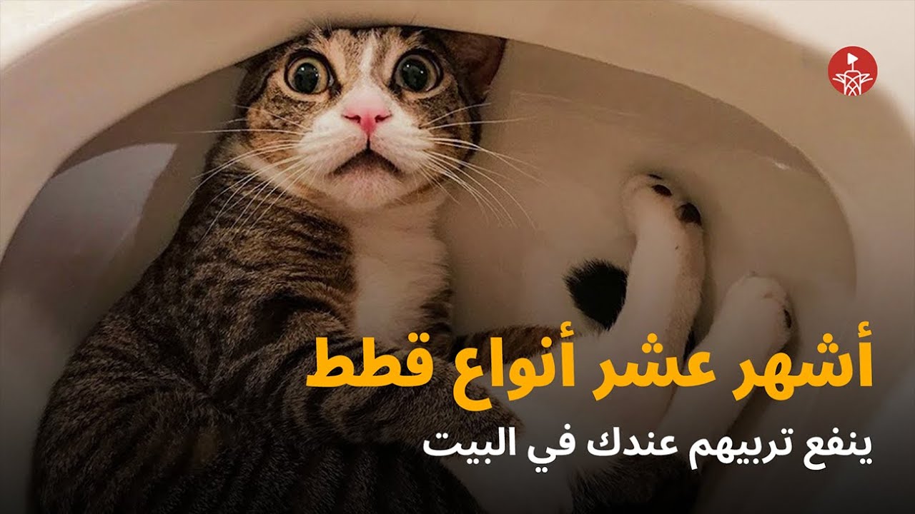 أشهر 10 أنواع قطط ينفع تربيهم عندك في البيت 🐱