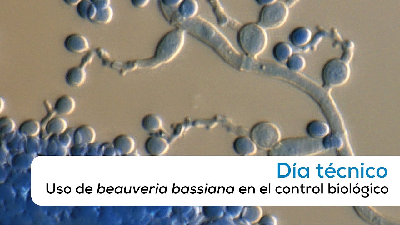 Uso de beauveria bassiana en el control biológico