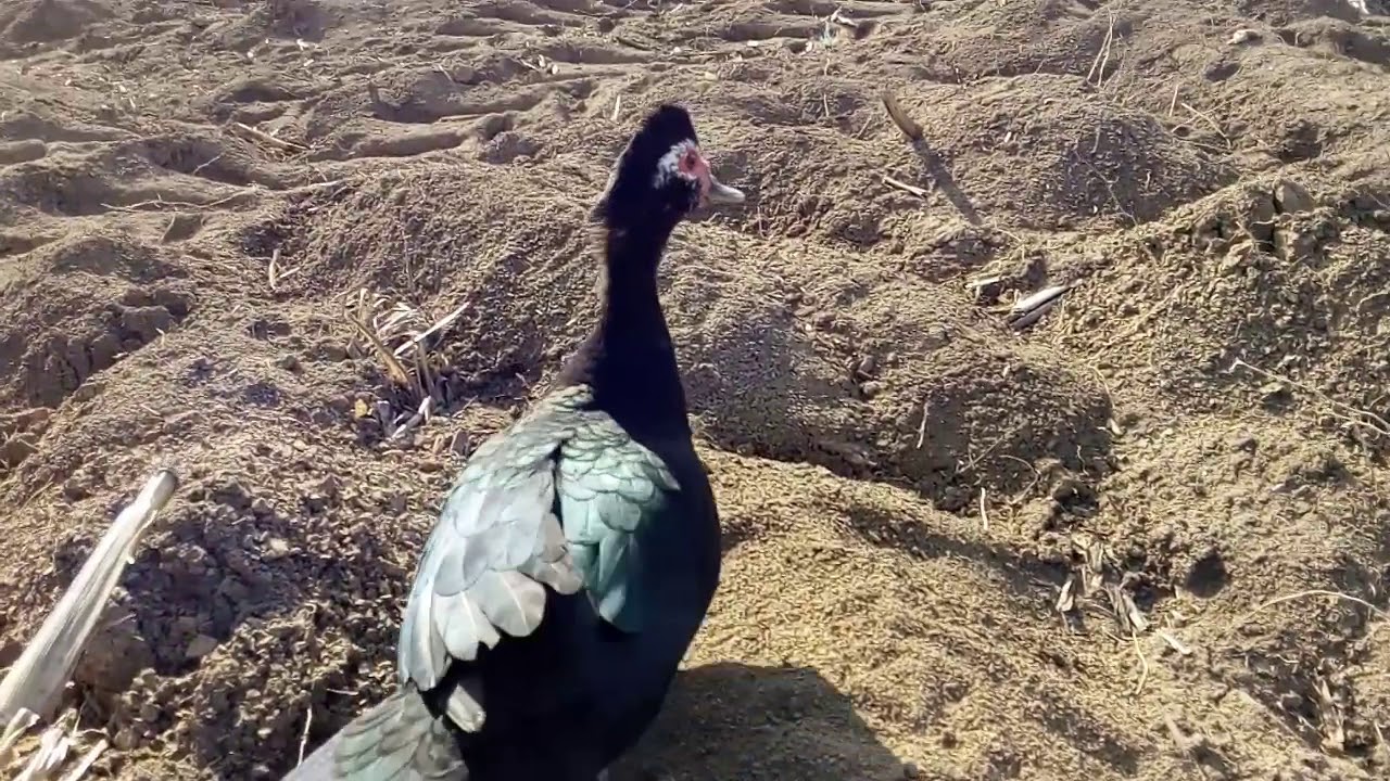Cairina moschata