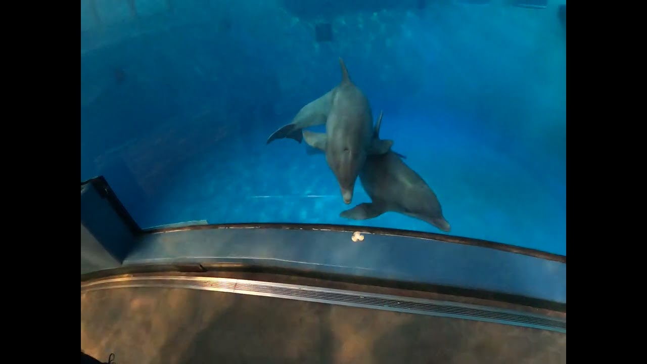 Little dolphin fun❤️