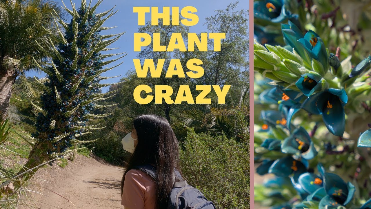 UC Berkeley Botanical Garden Tour | Running Out of Things to Do in the Bay Area