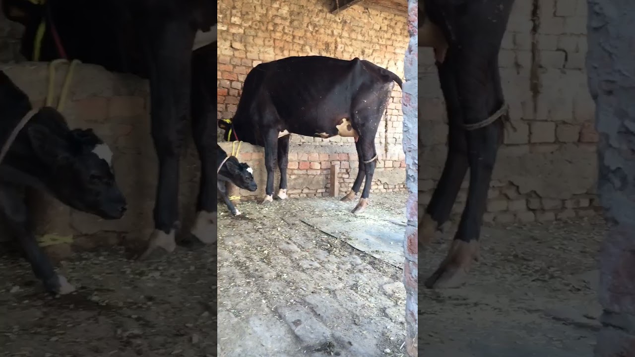 #cows #hf #cowmandi #jersey #holstein #purebreed #cowvideos #purebreed #hfcow #cross sale 6239788801
