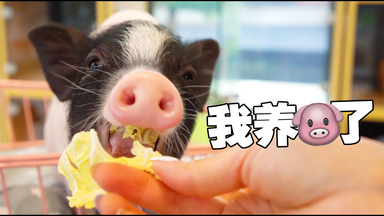 【喵来啦】撸猪太过瘾！养猫大户去养猪场给猪洗澡，竟被猪拱了？！