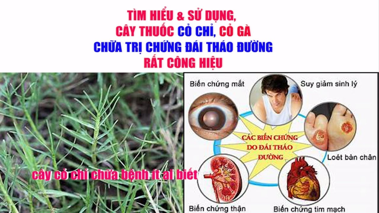 Chữa Trị Bệnh Tiểu Đường Từ C&acirc;y Thuốc Nam C&acirc;y Cỏ Chỉ C&acirc;y Cỏ G&agrave;