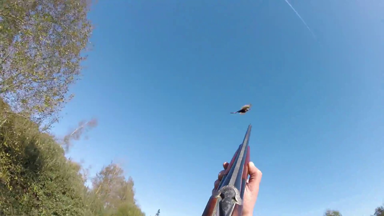 La chasse avec les springers : compil de levees de gibiers.