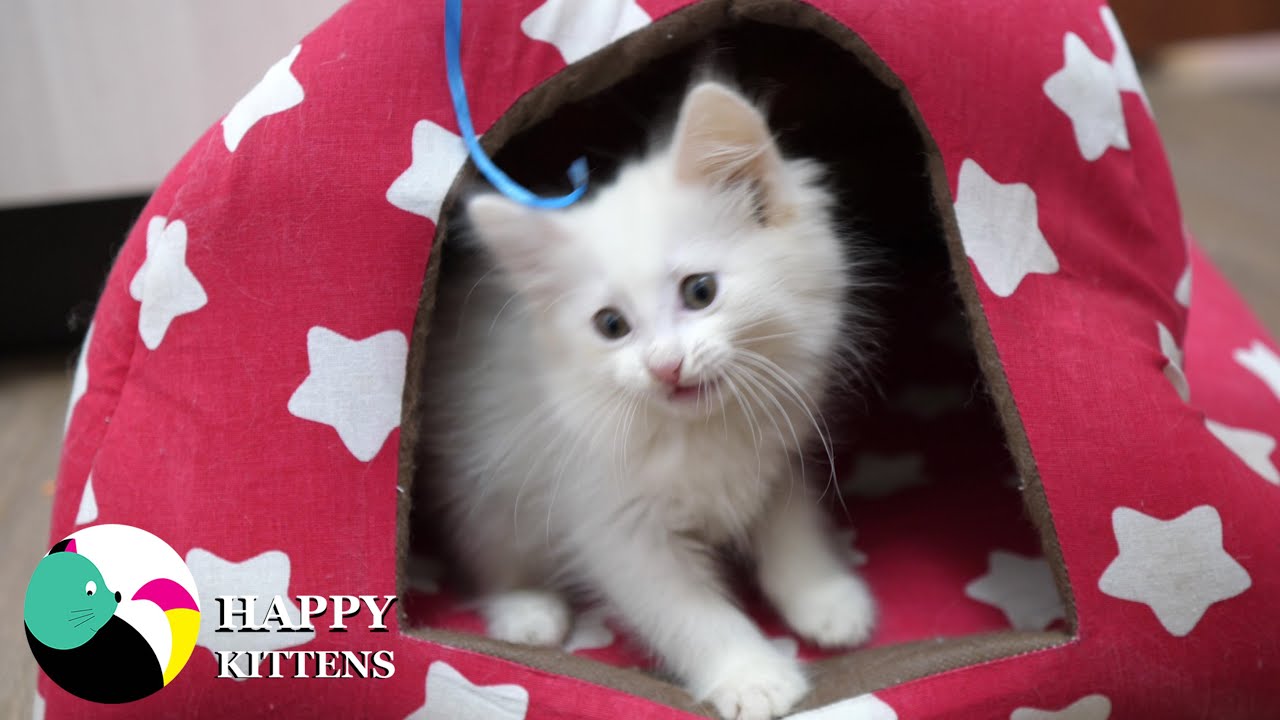 Котенок играет с веревкой