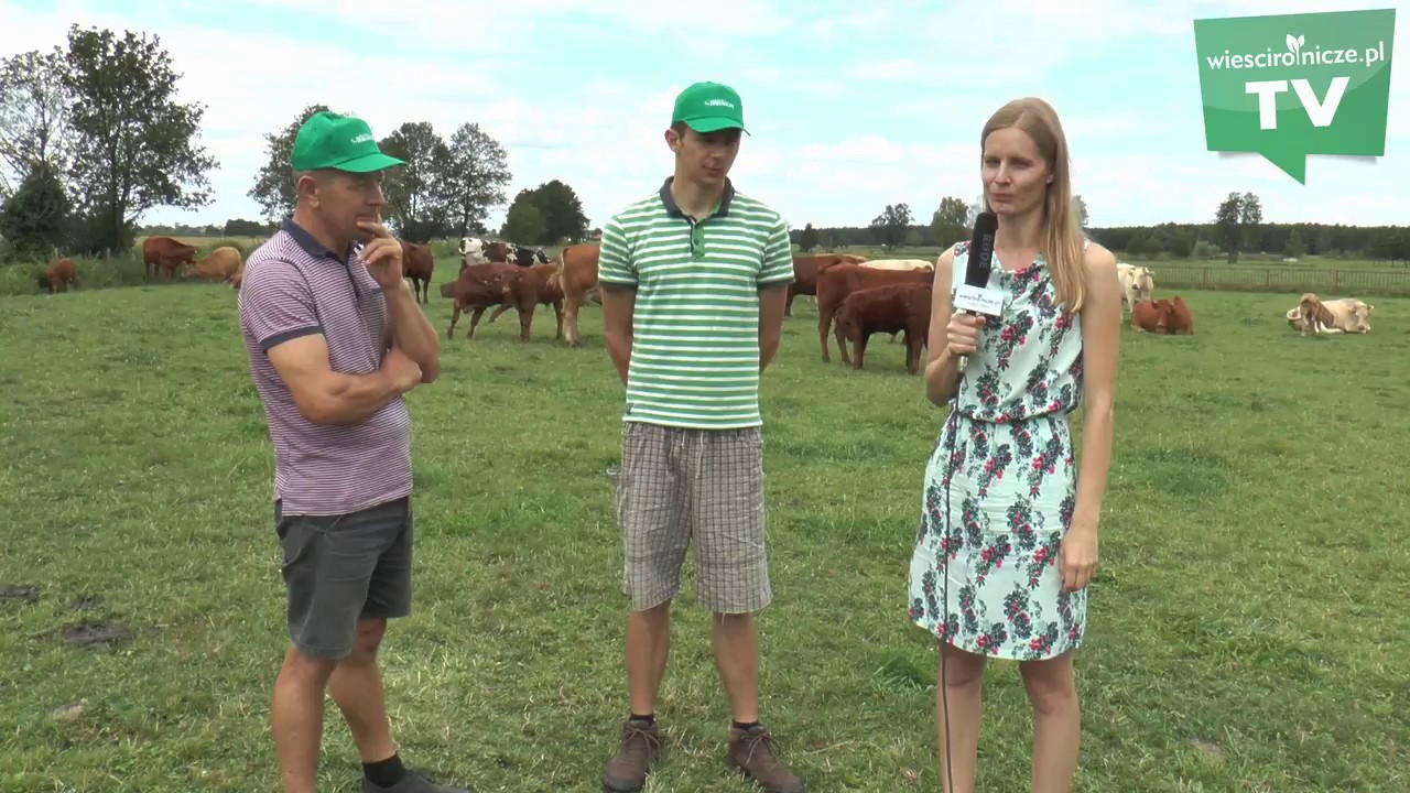 Hodowla bydła mięsnego. Produkcja odsadków mięsnych. Reportaż z gospodarstwa.