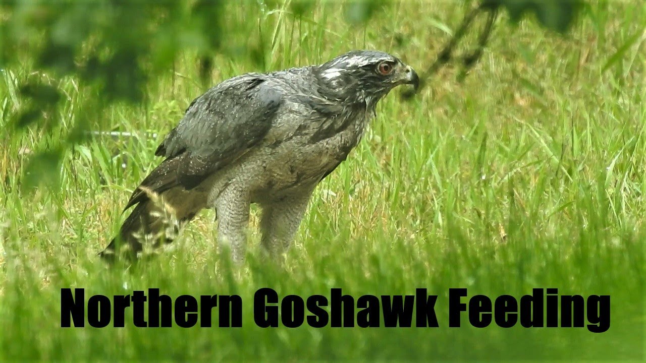 Northern Goshawk Feeding
