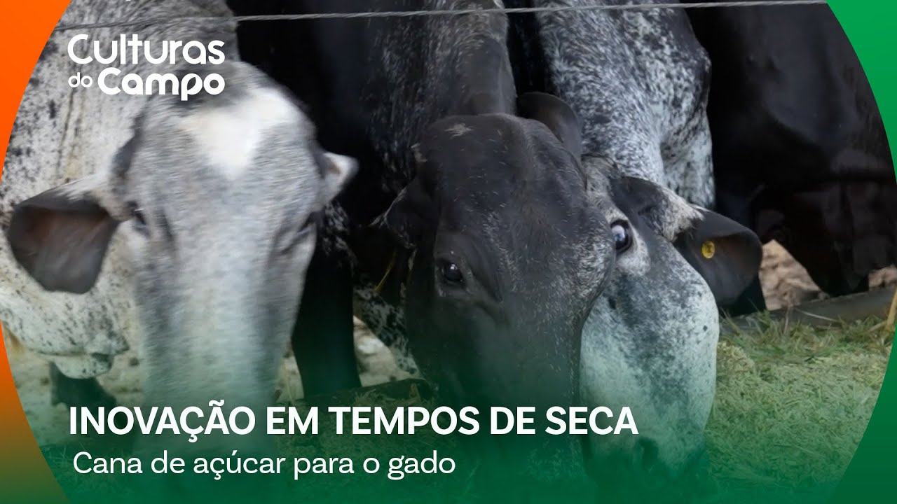 Cana-de-açúcar: alternativa  para alimentar o gado na seca