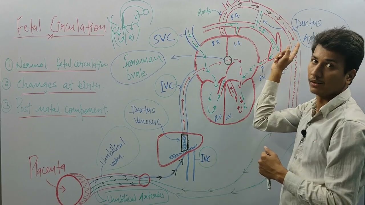 Fetal circulation | Maternity Nursing | B.sc Nursing | GNM | Pediatric | Hindi |