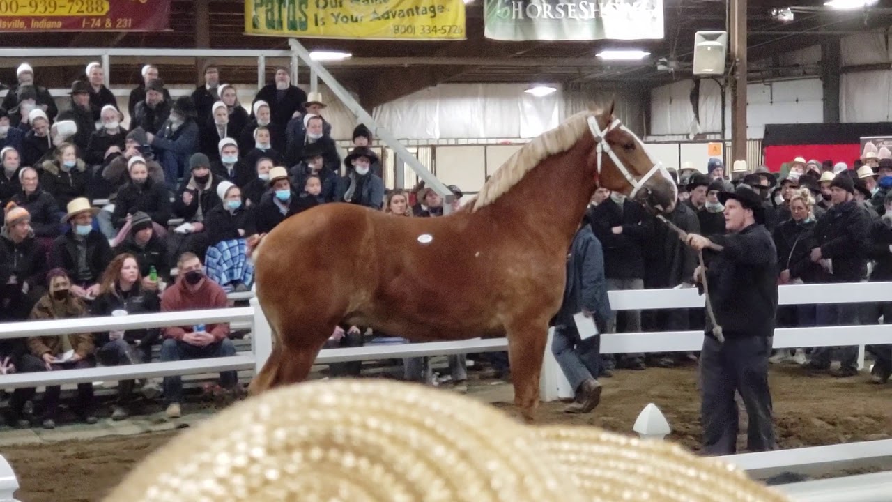 $70,000 HIGHEST SELLING BELGIAN GELDING OF ALL TIME @ Gordyville - Justin