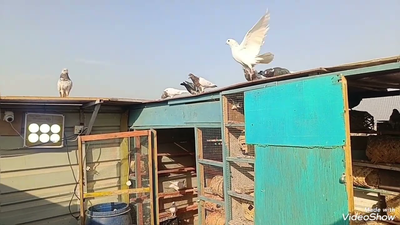  السلام عليكم شباب صيد اليوم زاجل اوتار فحل شذري وطلعنه الرافل وتور مال الصيد احله صيد العيونكم