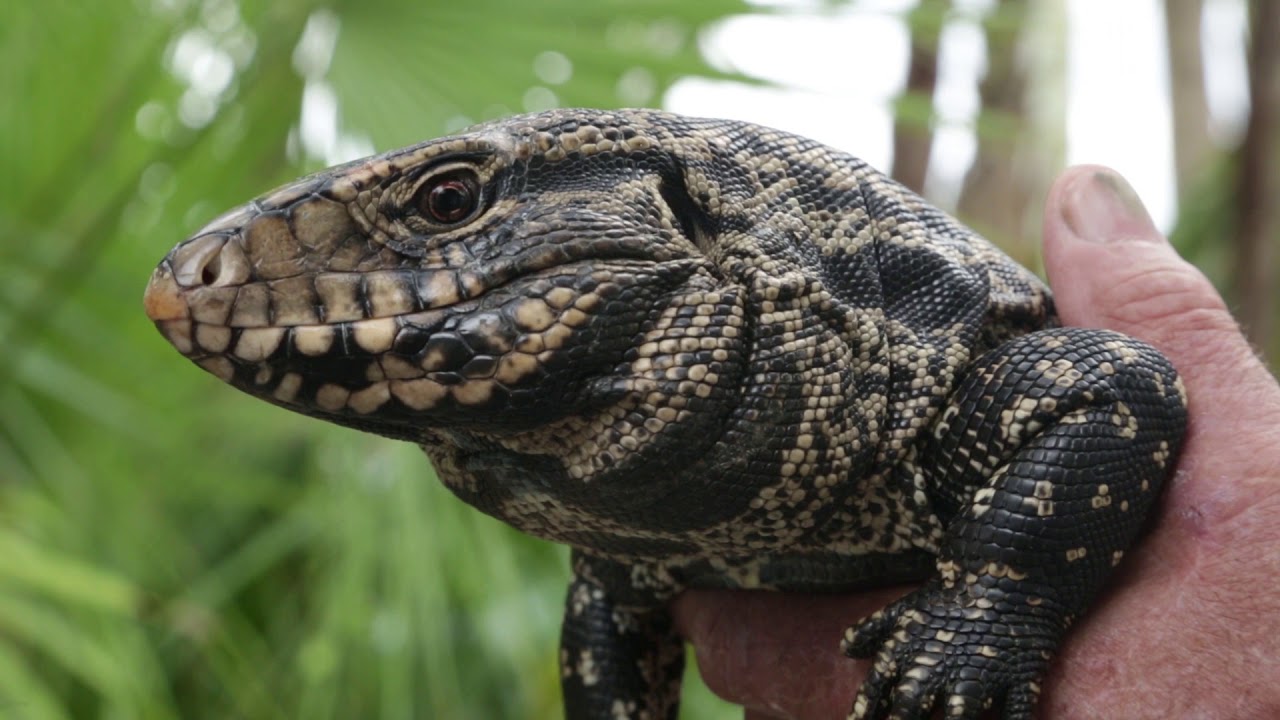 Инвазивные виды Флориды — документальный фильм [HD]