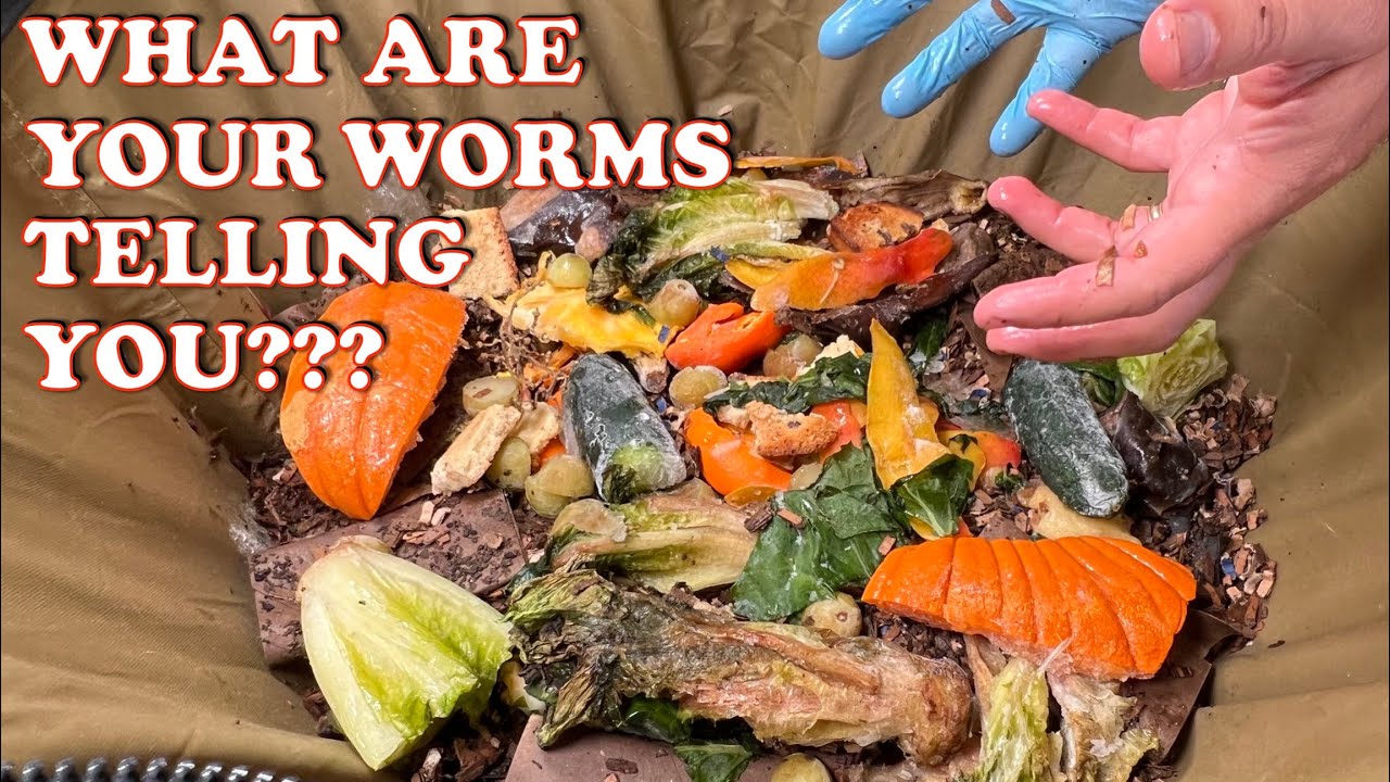 Are You Listening To Your Worm Bin? | Vermicompost Worm Farm