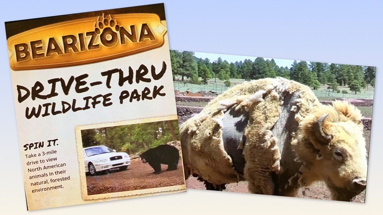 Our BEARIZONA ADVENTURE | Drive-Thru Wildlife Park | Williams, Arizona- Part 2 @EdithsVlog