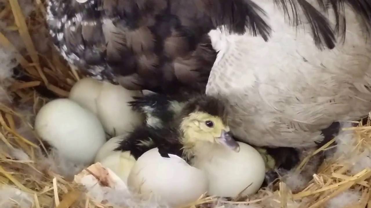 Eggs hatching muscovy ducks