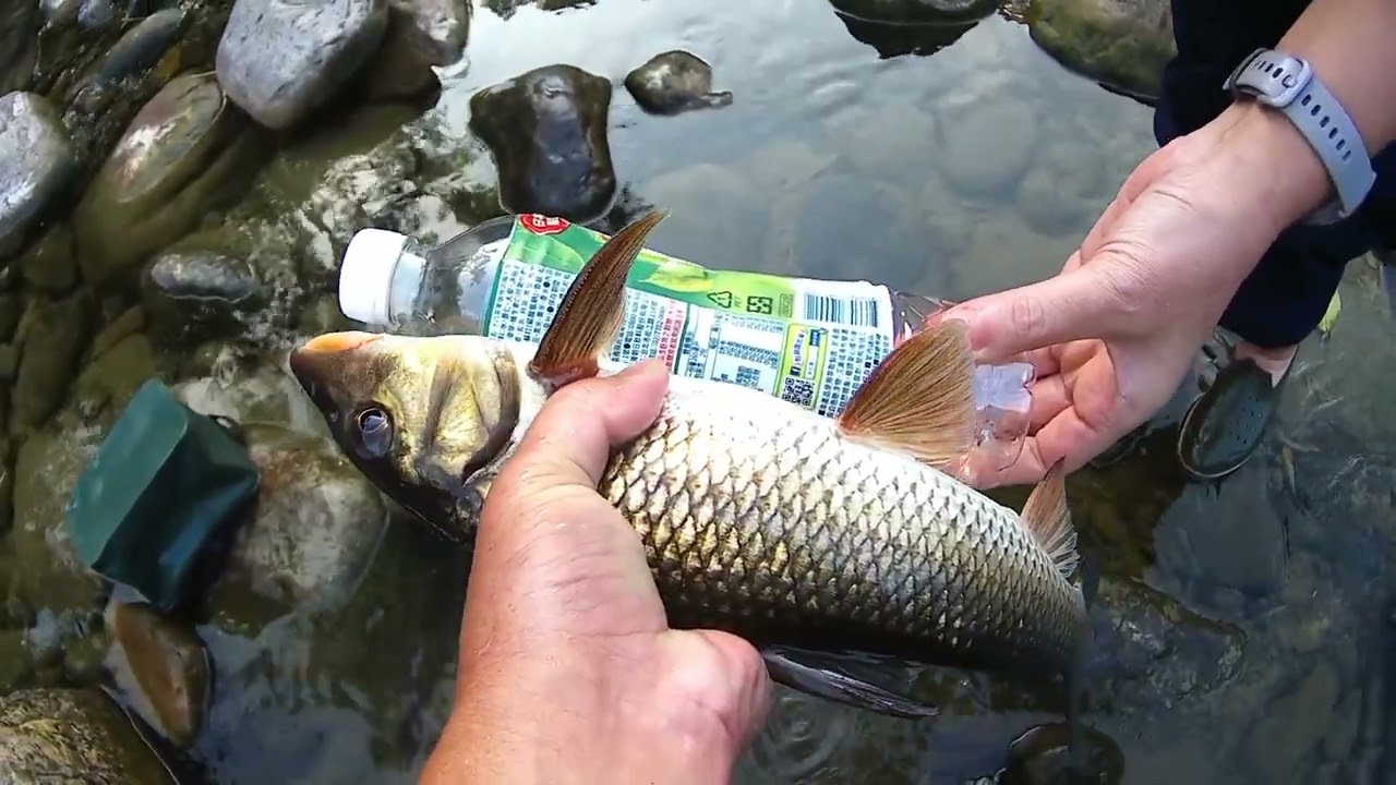 第一次遇到超興奮ㄉ觀眾  叫旁邊他女兒不要釣魚 看我釣就好ㄌ