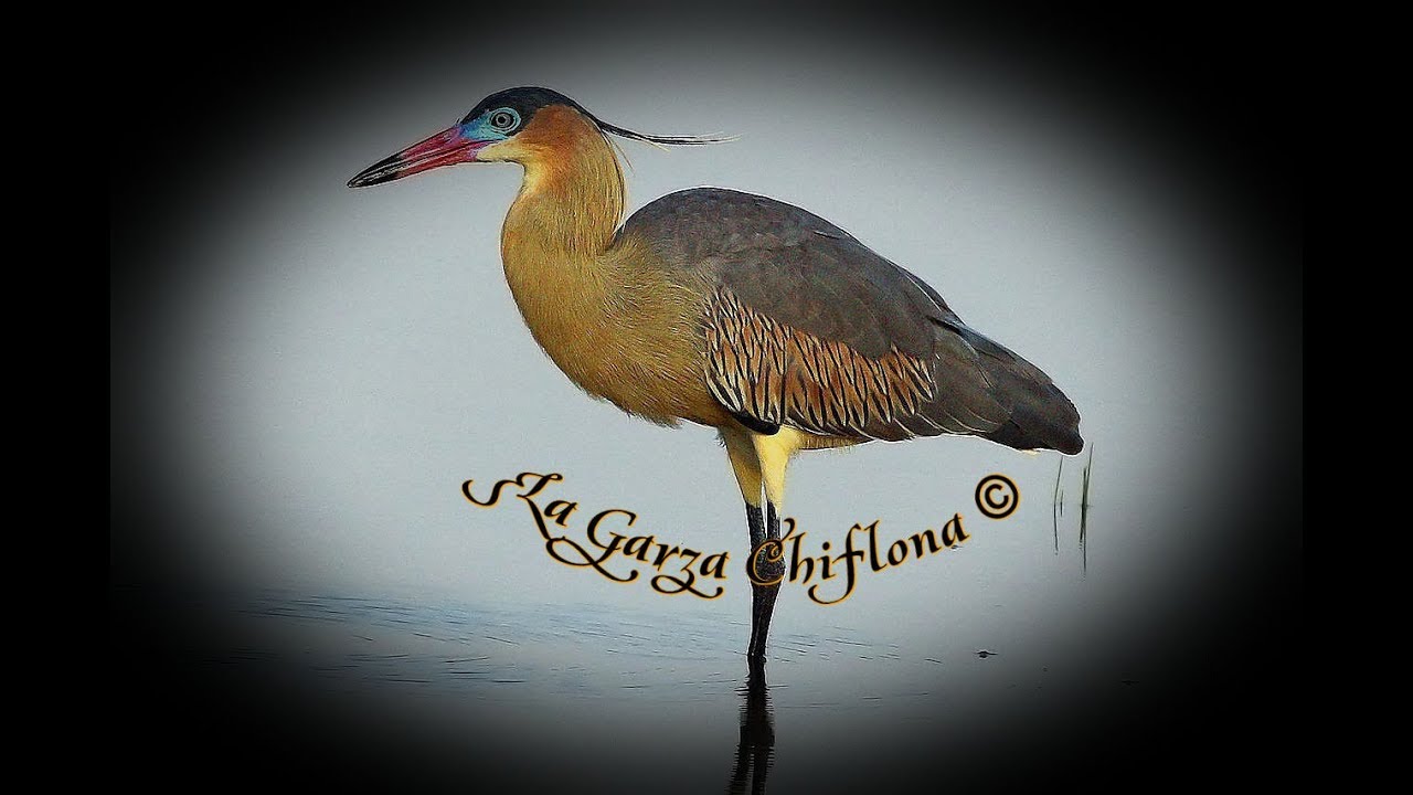 🕊️ Canto de la Garza Chiflona 🕊️