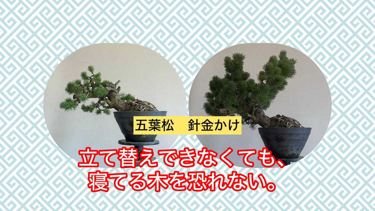 盆栽　五葉松　針金かけ　途中立て替えできない木
