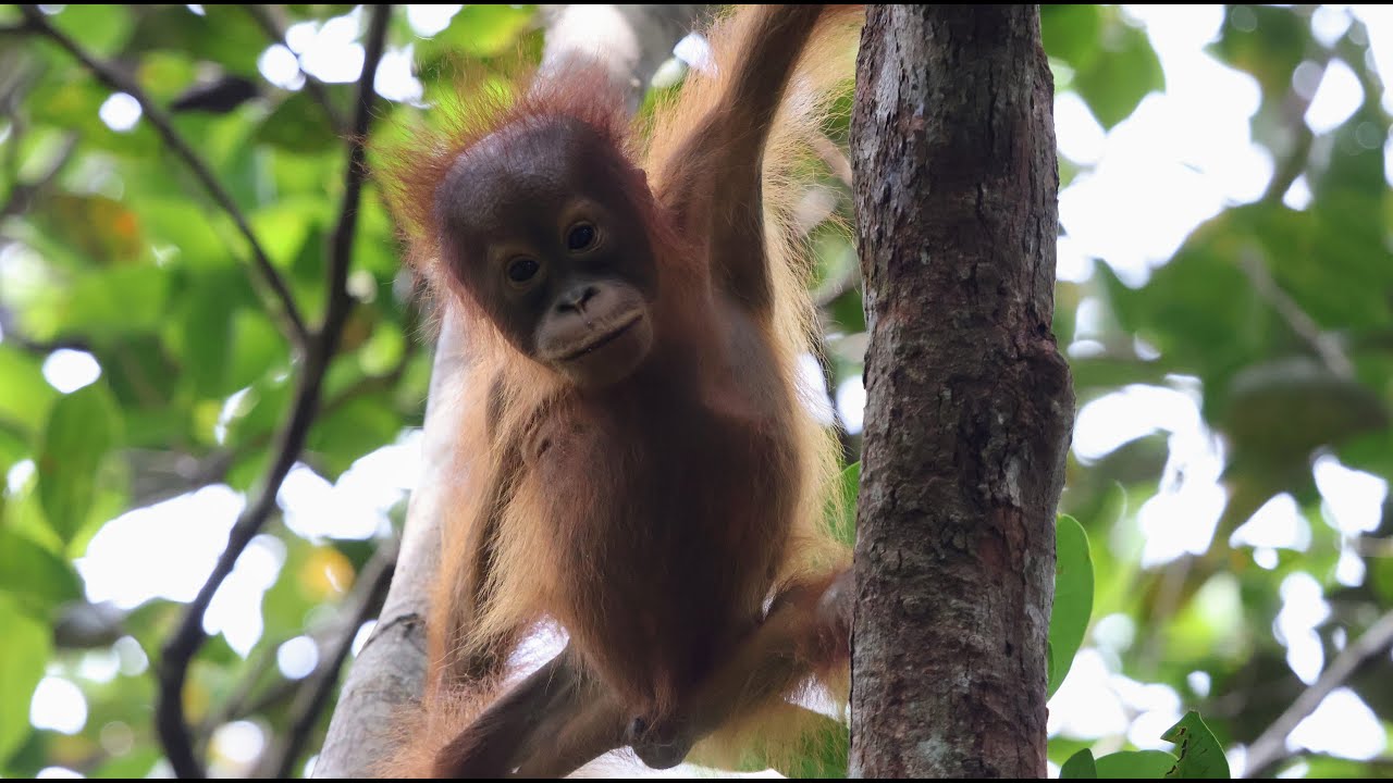Borneo 2025