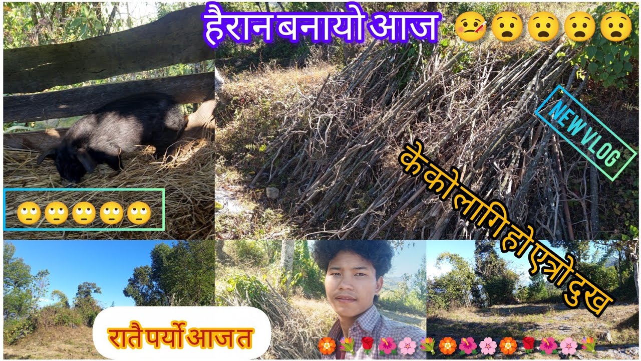 YO BARI LE HAIRAN VAYO || 🤒🤒 || कोदो कुट्नु सुरु भो  | 💯💯 | TOMATO BARI 🏵️💐@TNK.VLOGER #NEW #vlog