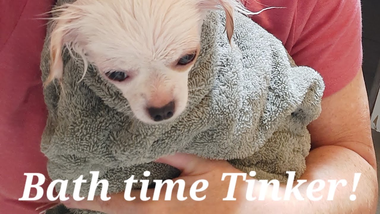 Bath time Tinker!                                         #Chihuahua #animals 